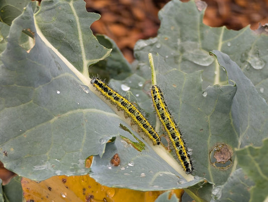 🦋 You Don’t “Grow Butterflies” — You Create the Conditions for Them